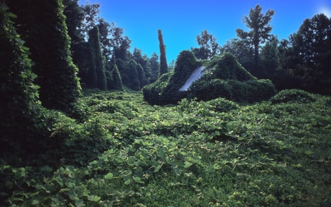 Overgrown property with dense vegetation showing need for land clearing