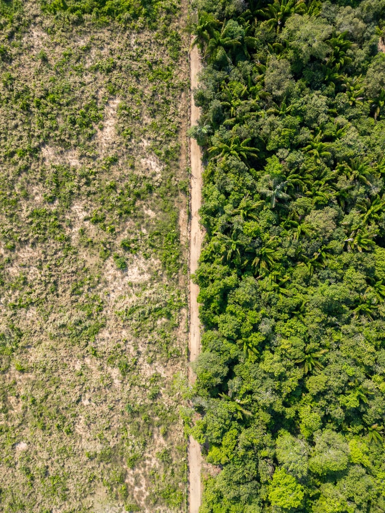 Residential property land clearing transformation
