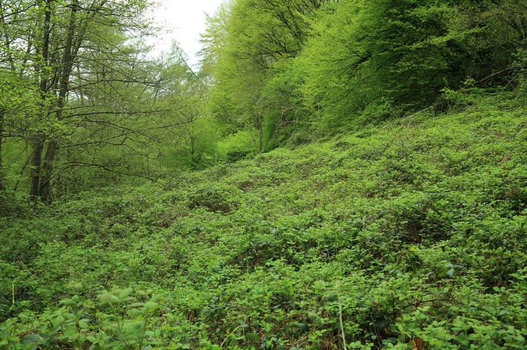 Dense thicket of wild blackberry brambles covering a forested slope
