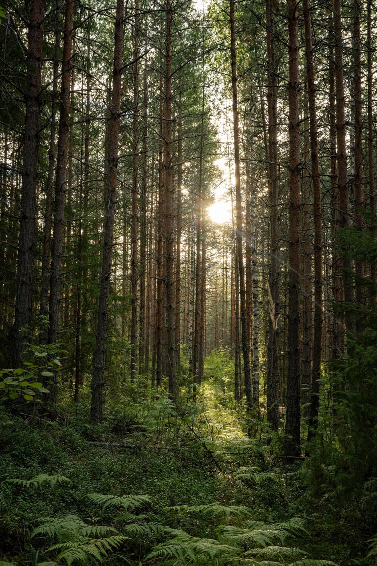 Sunlight filtering through tall pine trees in a dry forest, with understory vegetation beneath