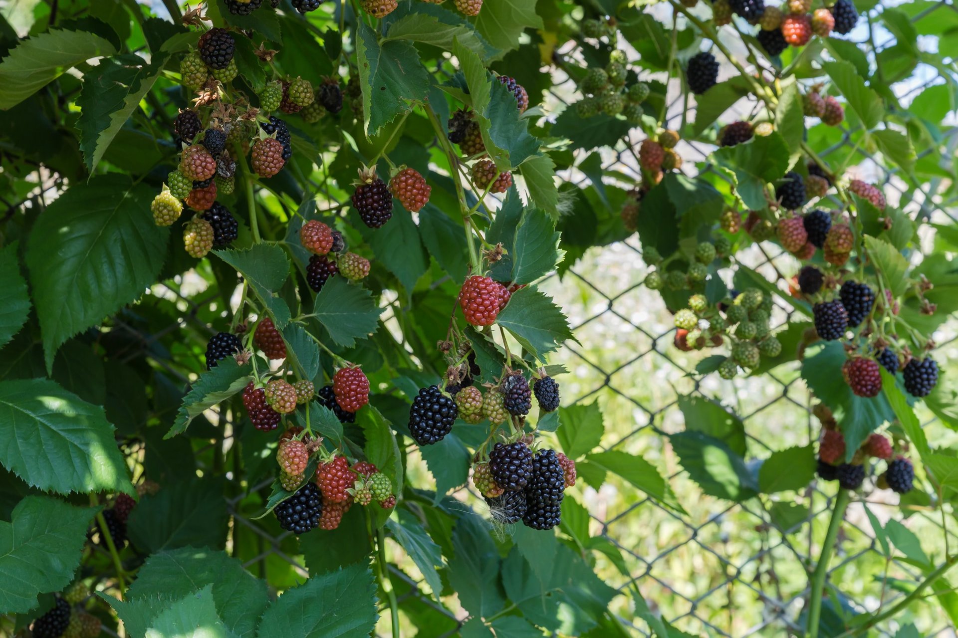 Dense blackberry bushes with thorns overgrowing
