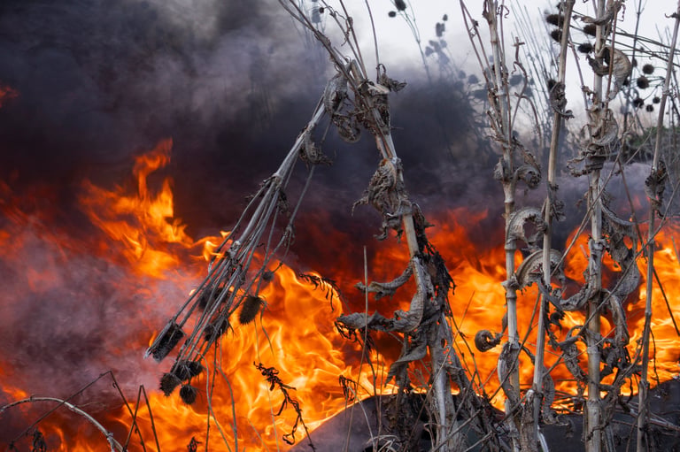 Wildfire spreading through parched grass and dry vegetation during an intense summer heatwave