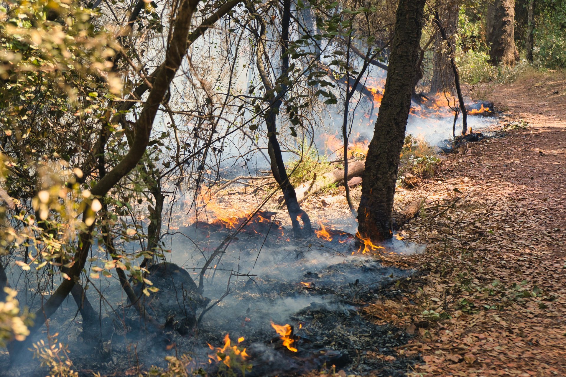 Fire dances through dry forest underbrush, casting smoke into the air