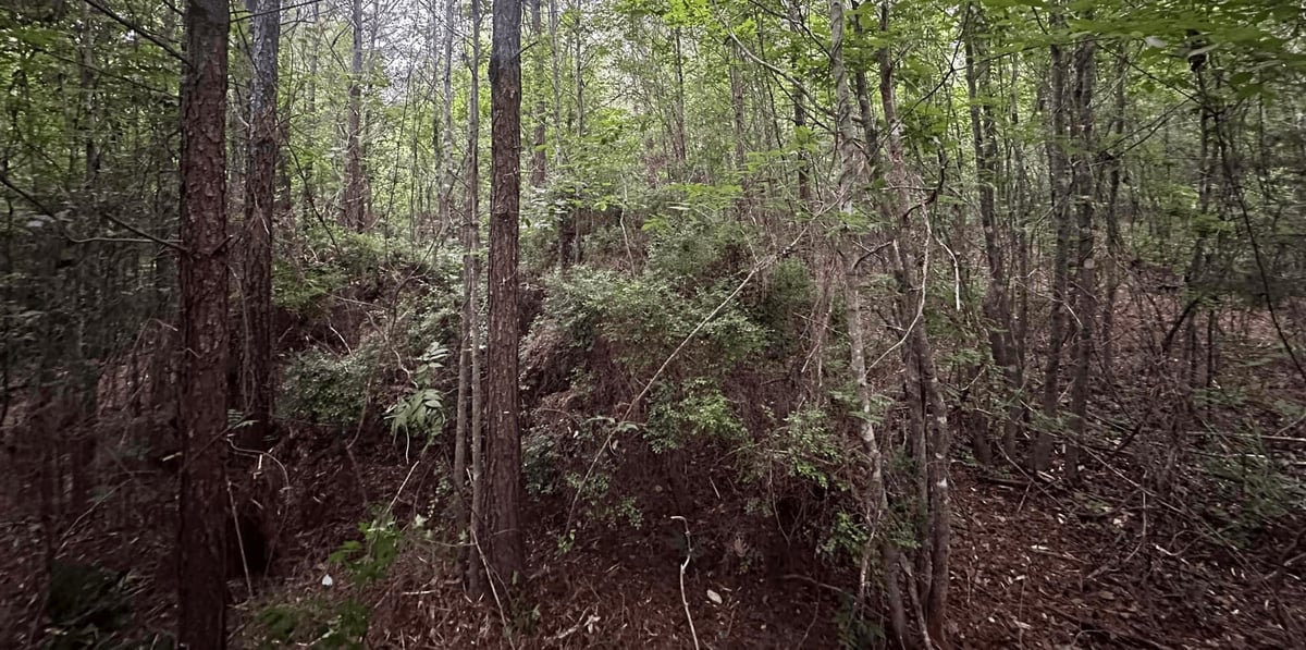 Dense forest with tall trees, brown leaf litter, and green undergrowth on forest floor