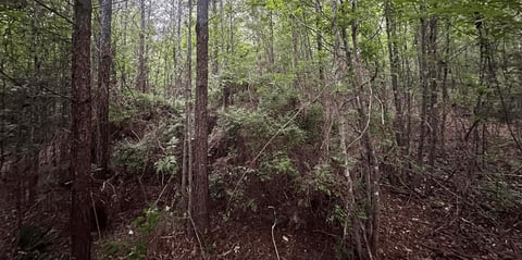 Dense forest with tall trees, brown leaf litter, and green undergrowth on forest floor