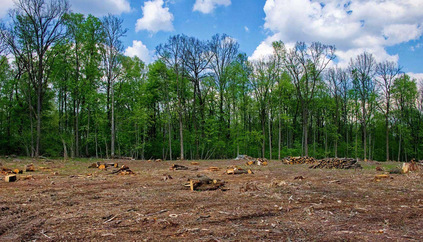 Cleared forest area with cut logs and tree stumps, green trees in background and blue sky with clouds