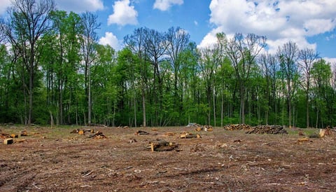 Cleared forest area with cut logs and tree stumps, green trees in background and blue sky with clouds