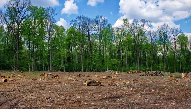 Cleared forest area with cut logs and tree stumps, green trees in background and blue sky with clouds