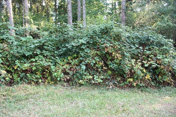 Dense forest understory with tall trees, thick green vegetation, and bushes bordering a grassy clearing