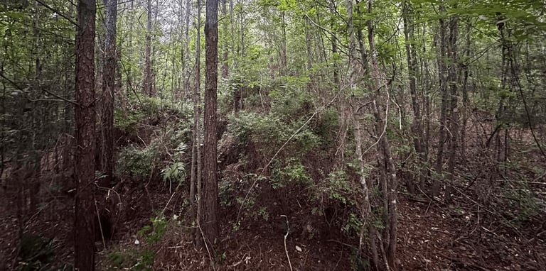 Dense forest with tall trees and thick undergrowth covering a sloped woodland landscape