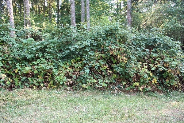 Dense forest edge with tall trees and thick green undergrowth vegetation along a grassy clearing